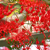 Combretum coccineum