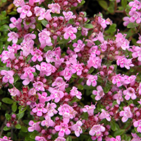 Arktischer Thymian (Thymus praecox subsp. arcticus)