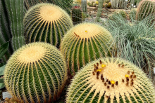 <p>Kugelkaktus im Botanischen Garten</p>