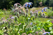 <p>Borretschpflanze</p>