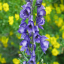 Aconitum napellus - Blauer Eisenhut