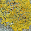 Gelbe Wandflechte (Xanthoria parietina)
