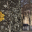  	Auf Flechtensuche in Berlin-Mitte – die gewöhnliche Gelbflechte (xanthoria parietina) in Sichtweite des Brandenburger Tors.