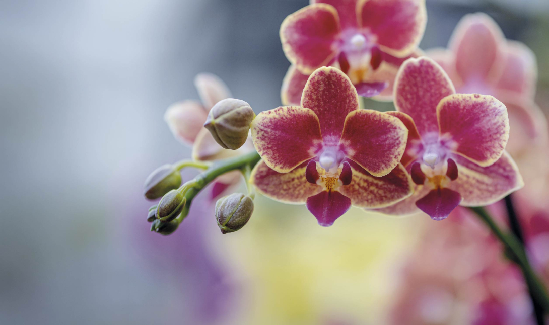 Orchideenschau
