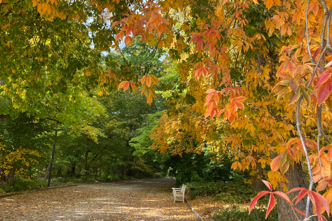<p>Herbstlicher Botanischer Garten</p>