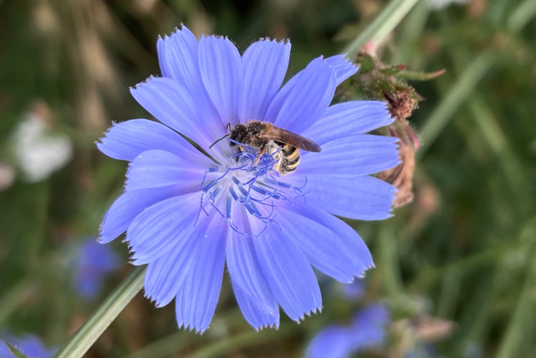 <p>Blüte und Bestäuber</p>