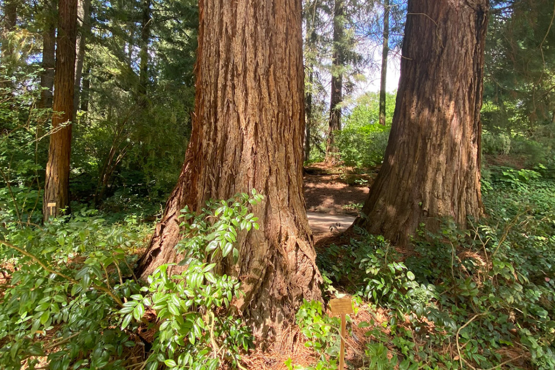 <p>Untere Bereiche von Stämmen der Riesenmammutbäume (Sequoiadendron giganteum).</p>
