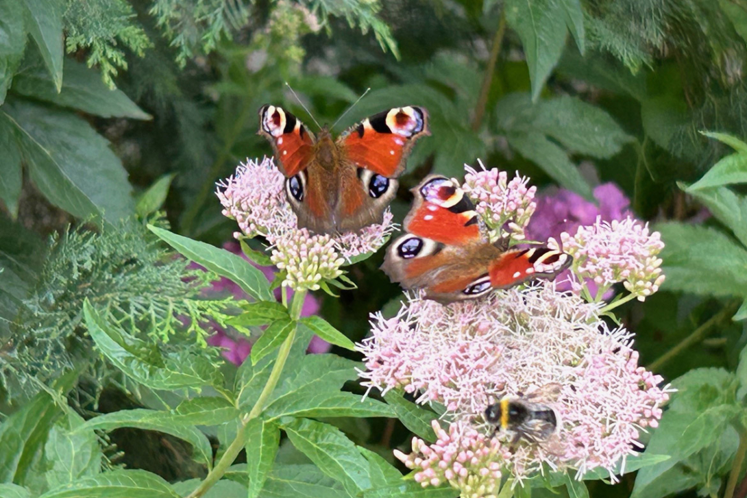 <p>Schmetterlinge auf Blüte</p>