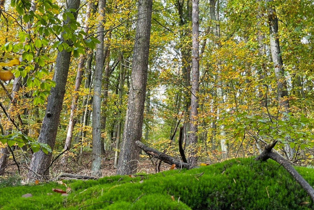 <p>Bäume</p>