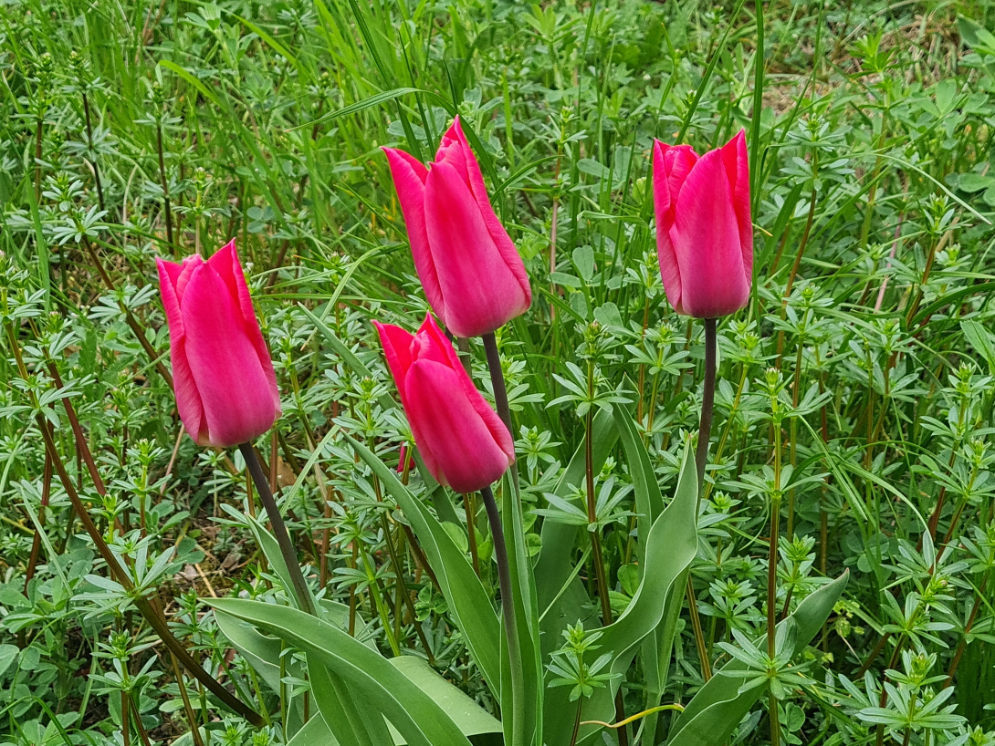<p>vier Tulpen</p>