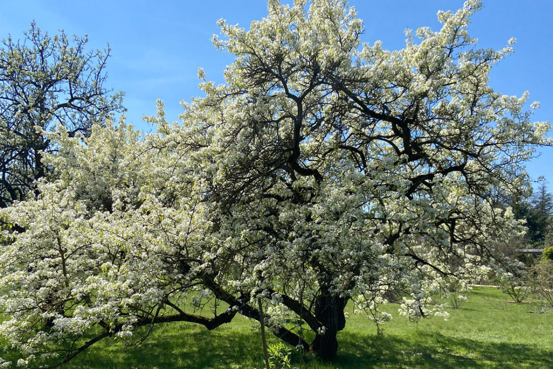 <p>Baumblüte</p>